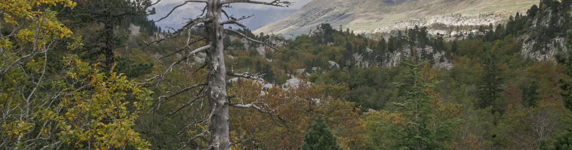 Paisaje del Pirineo Navarro con bosque, montes y cielo nublado.