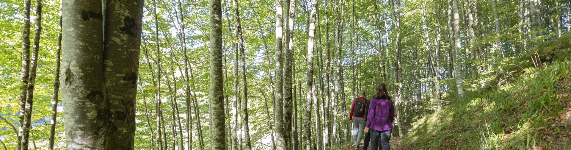 Selva de Irati