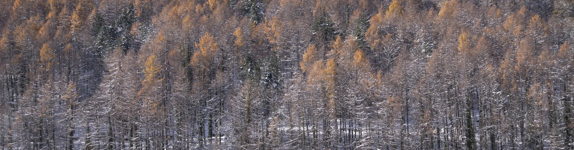 Bosque en otoño tardío con primeras nieves, Valle de Roncal, Pirineo Navarro.