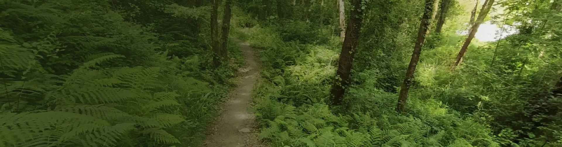bosque