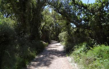 Sendero arbolado del Sendero Urdina junto a la Barca de Monrealico, con camino de tierra entre árboles.