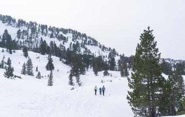 Grupo de senderistas con raquetas de nieve recorriendo prado nevado entre pinar en Larra-Belagua, Pirineo navarro.