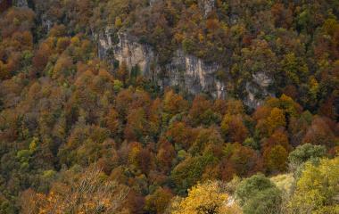 Cortados calizos emergiendo entre hayedo-abetal de otoño en Sierra de Urbasa con colores ocres, naranjas y verdes en transición estacional.