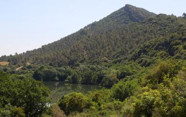 Monte boscoso sobre río Aragón en Reserva Natural de Caparreta.