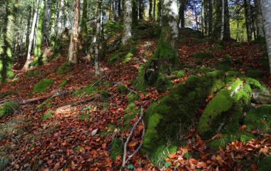 Hayedo otoñal de la Selva de Irati con musgo verde, hojas marrones y troncos cubiertos de líquenes.