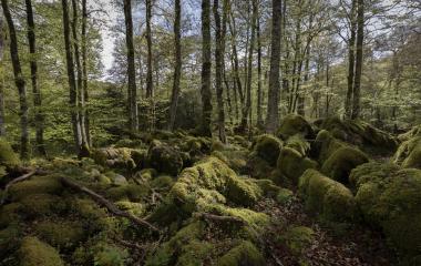 Selva de Irati