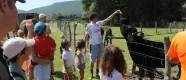 Un visitante alimenta un toro negro en la granja escuela de Ultzama con grupo de niños observando.